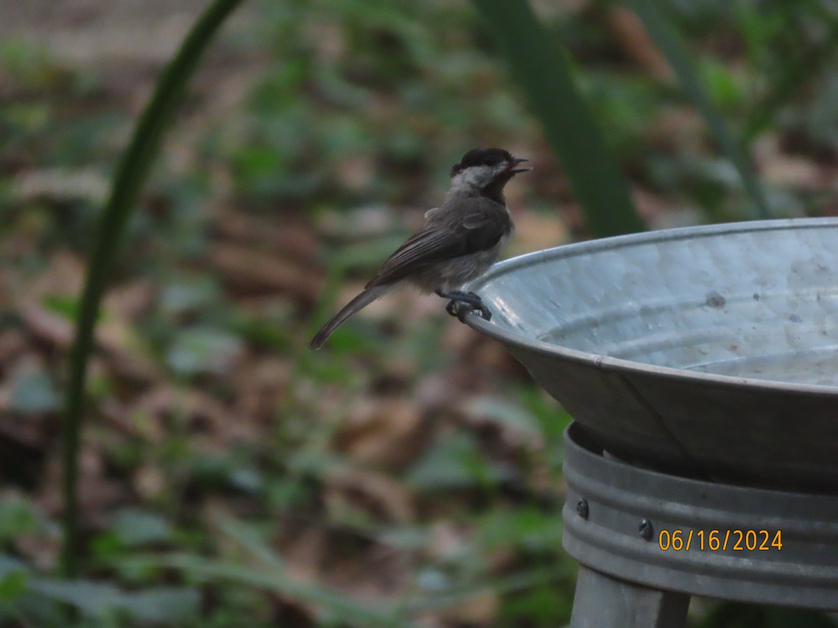 Carolina Chickadee - ML620503545