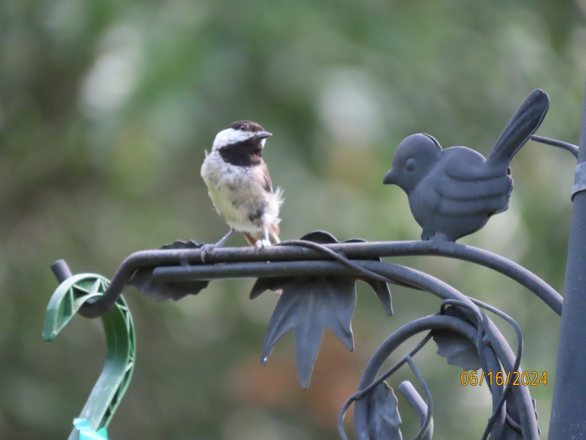 Carolina Chickadee - ML620503547