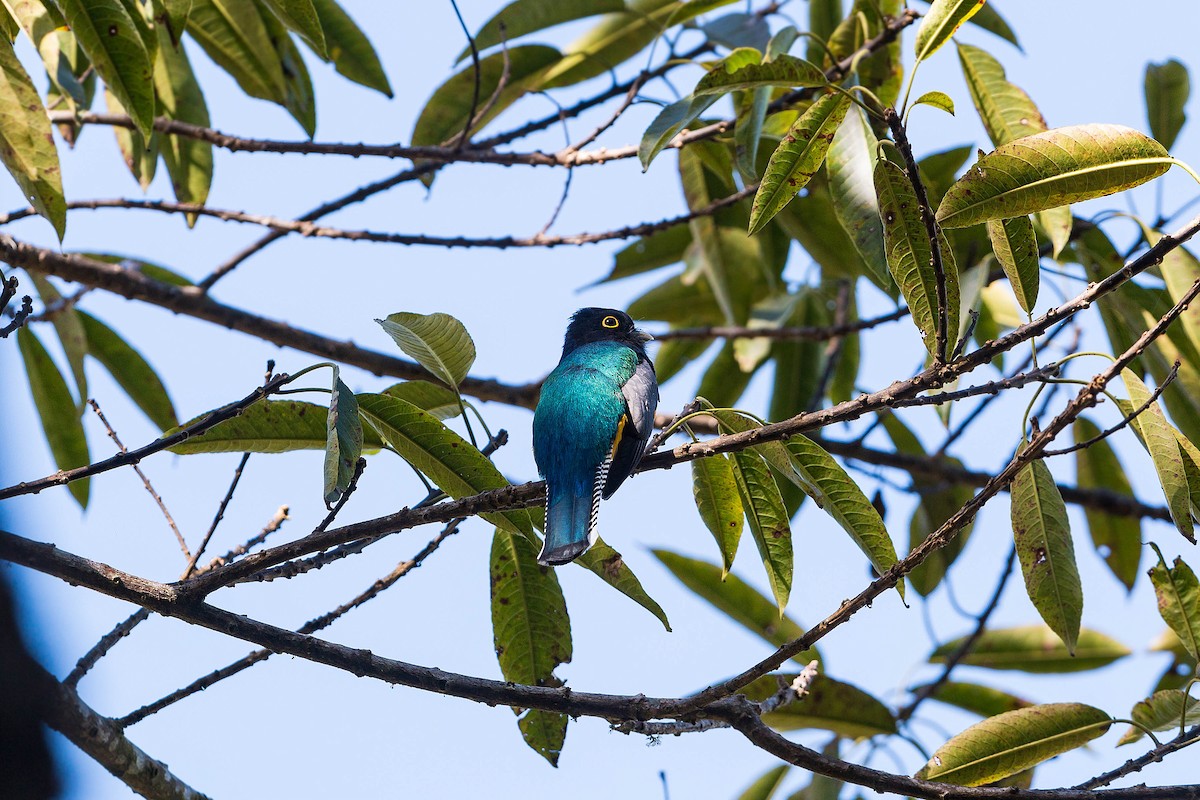 trogon podvazkový - ML620503551