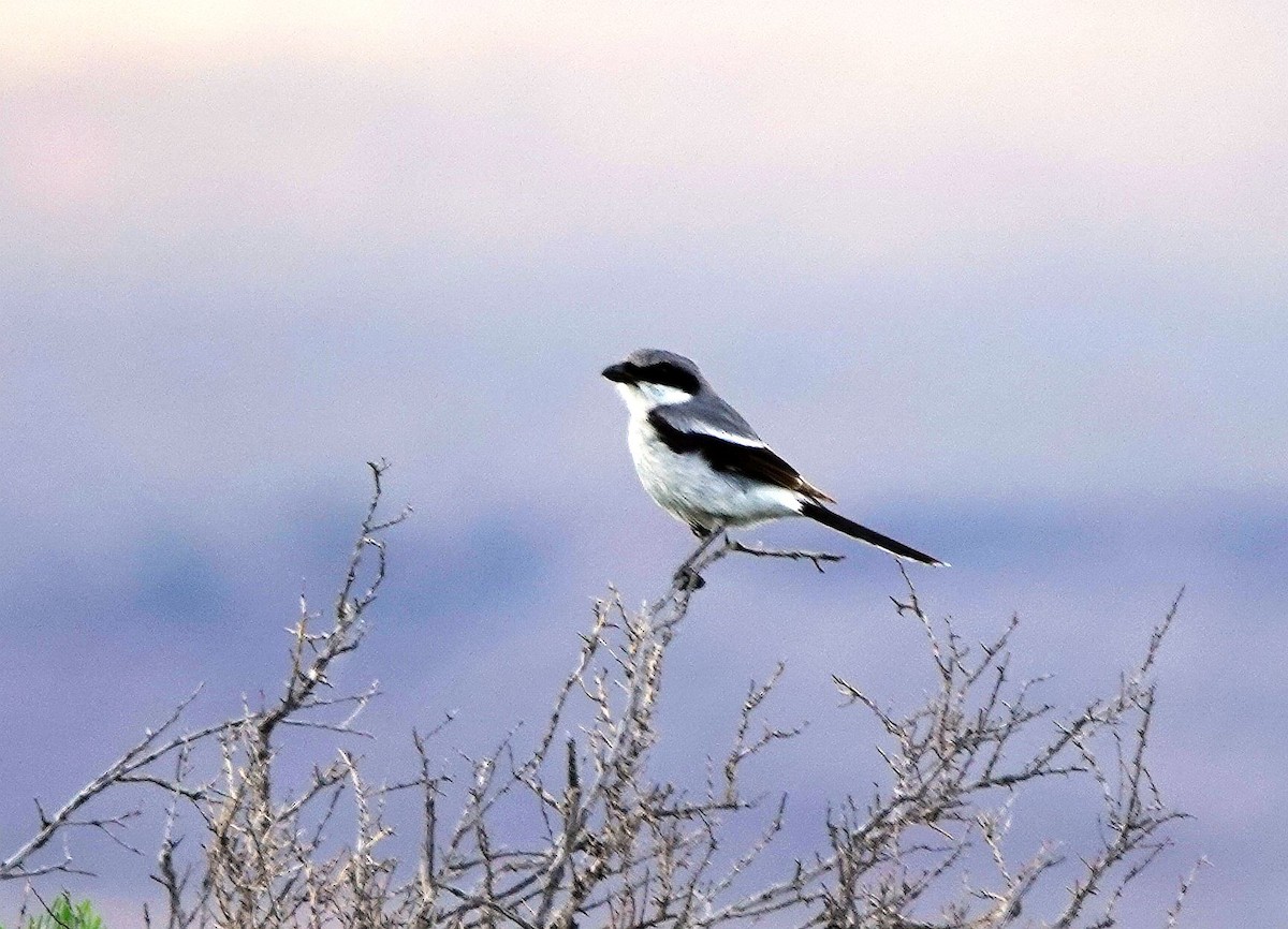 Loggerhead Shrike - ML620503553