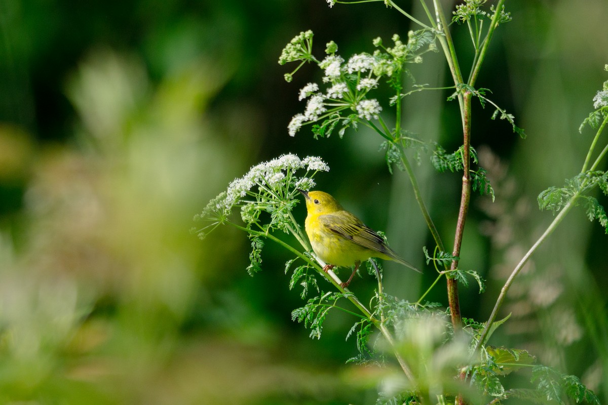 Yellow Warbler - ML620503554