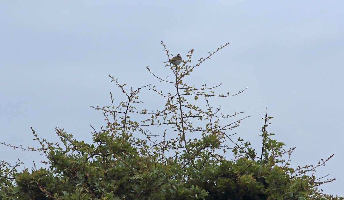 Reed Bunting - ML620503555