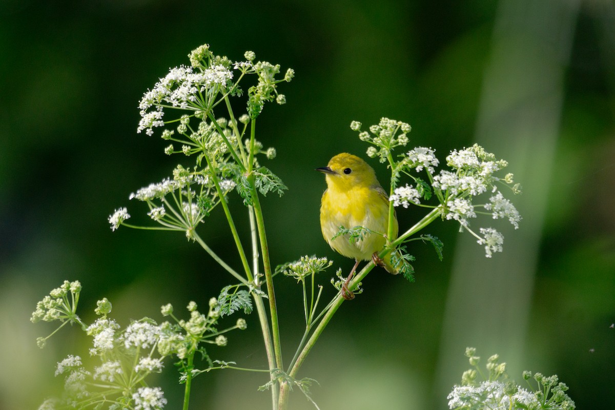 Yellow Warbler - ML620503556