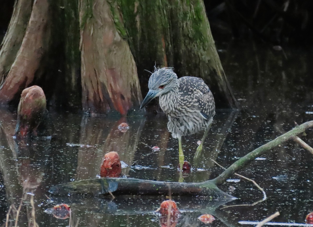 Yellow-crowned Night Heron - ML620503557