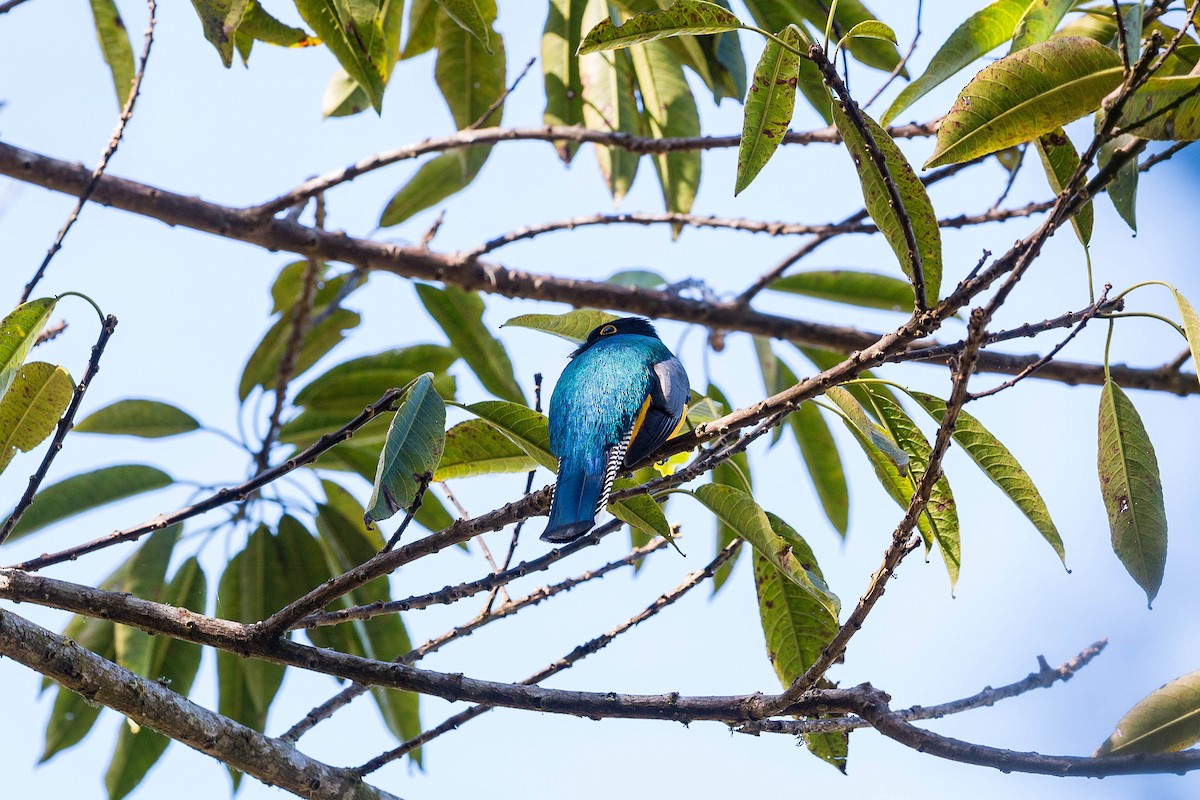 Gartered Trogon - ML620503558