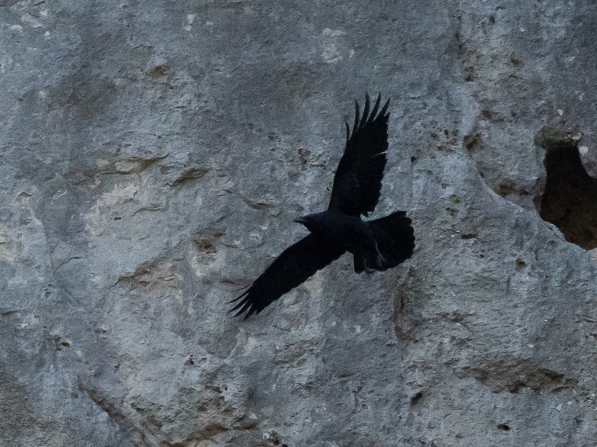 Common Raven - ML620503561