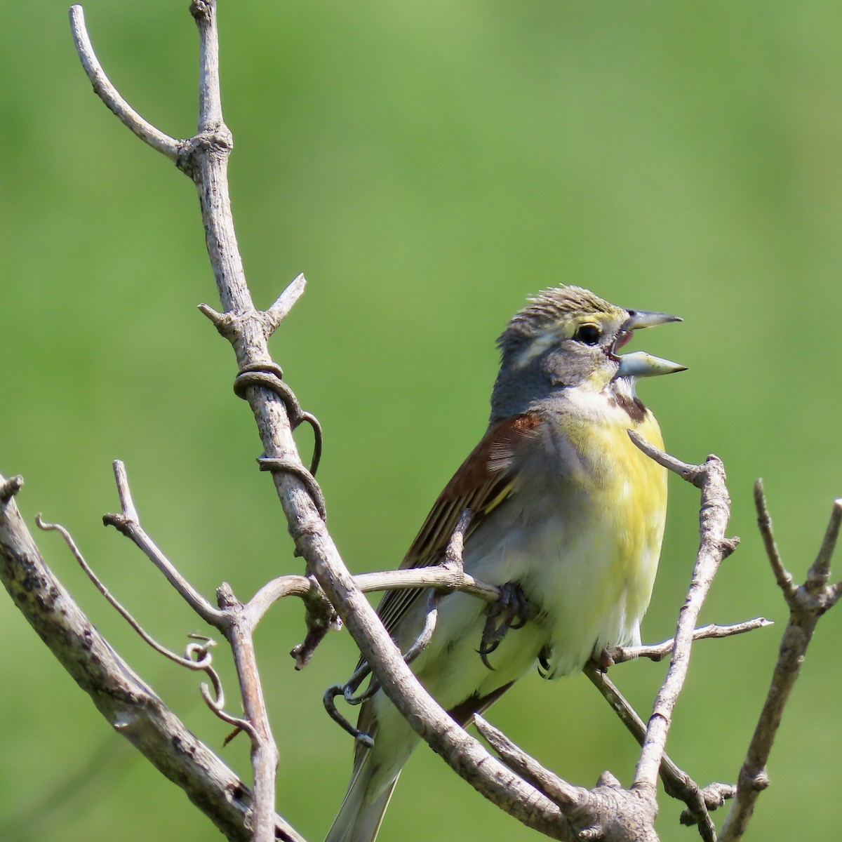 Dickcissel - ML620503566