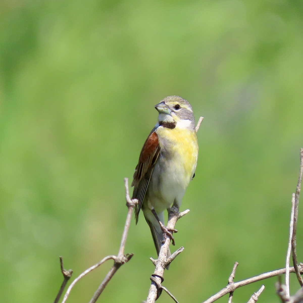 Dickcissel - ML620503568