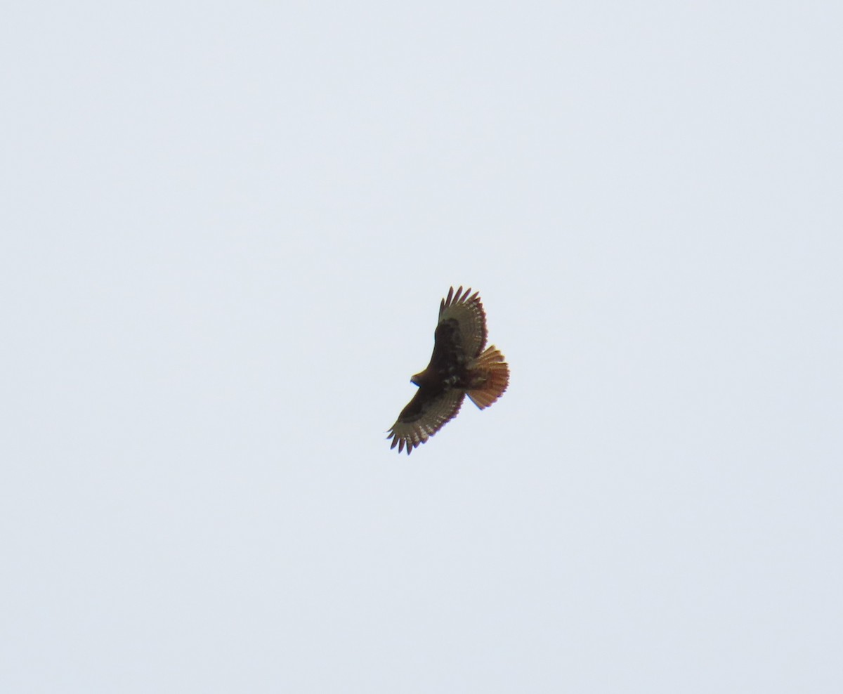 Red-tailed Hawk - ML620503574