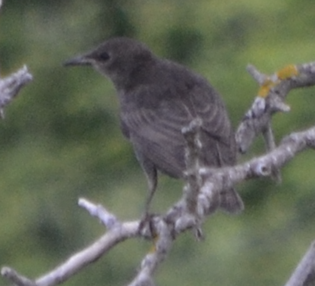 Blue Rock-Thrush - ML620503577