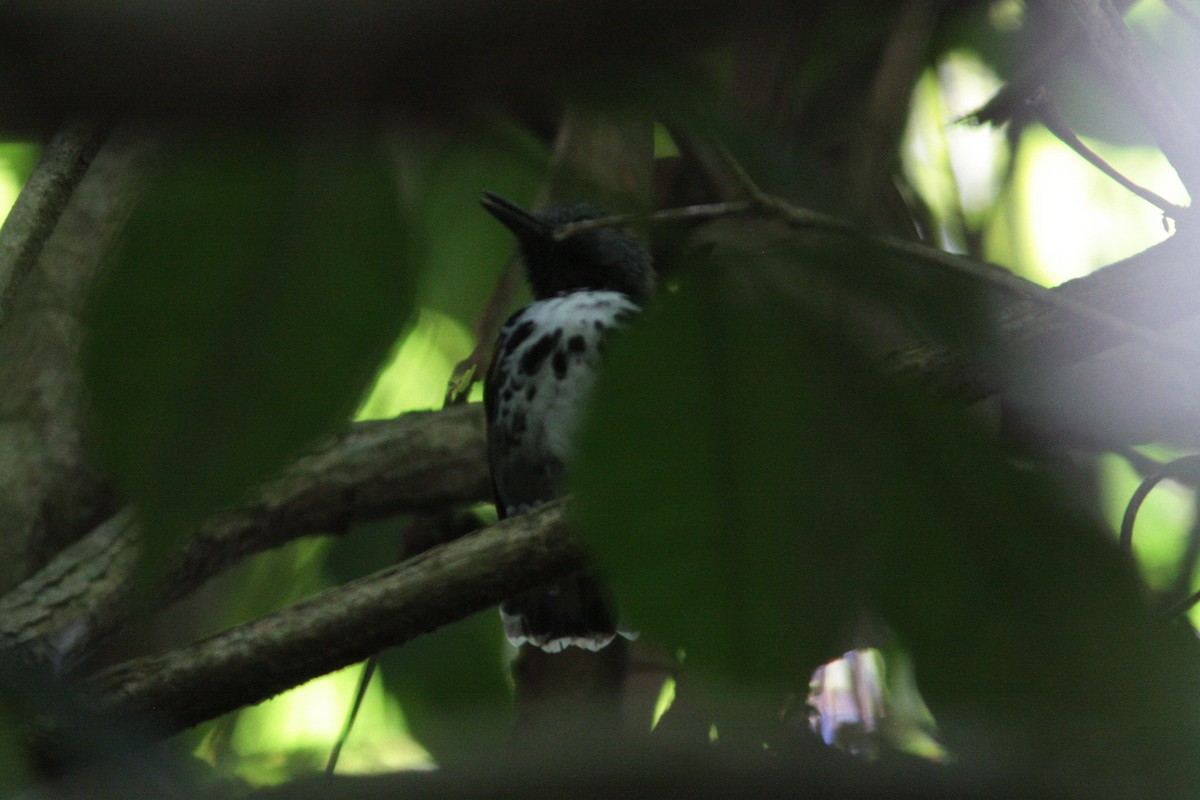 Spotted Antbird - ML620503578