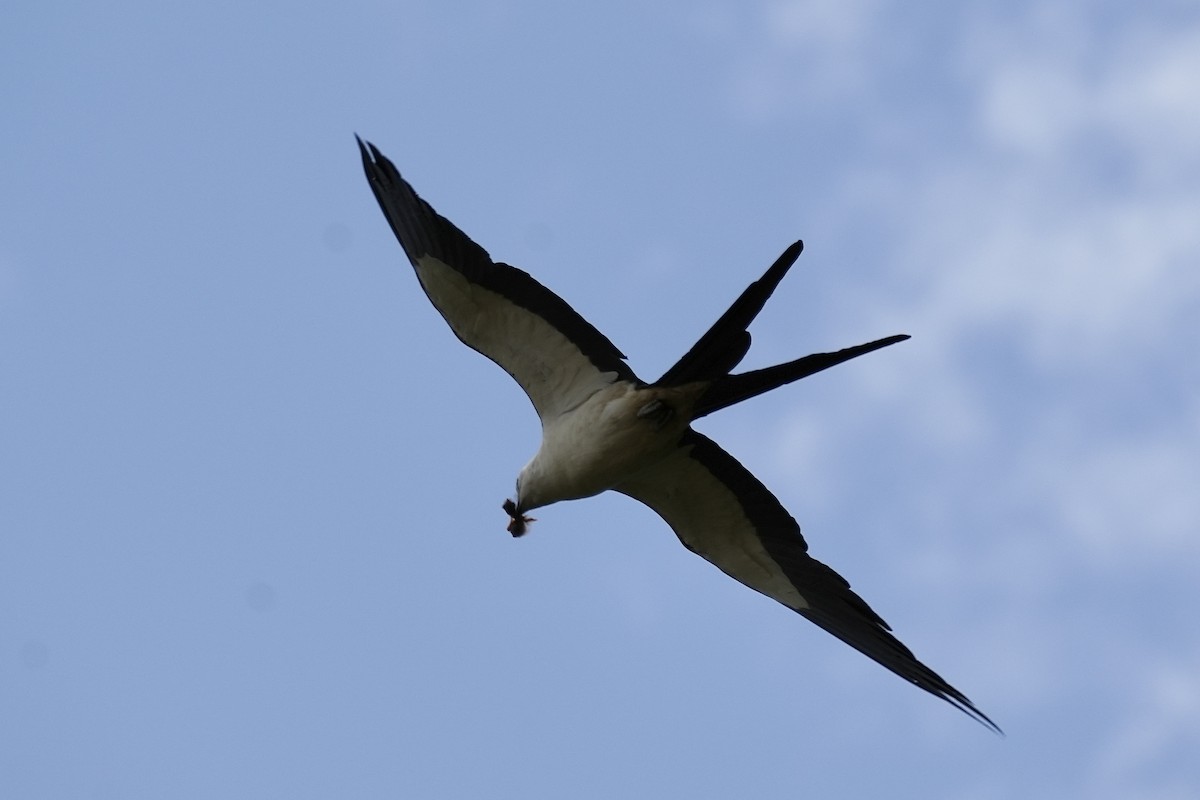 Swallow-tailed Kite - ML620503587