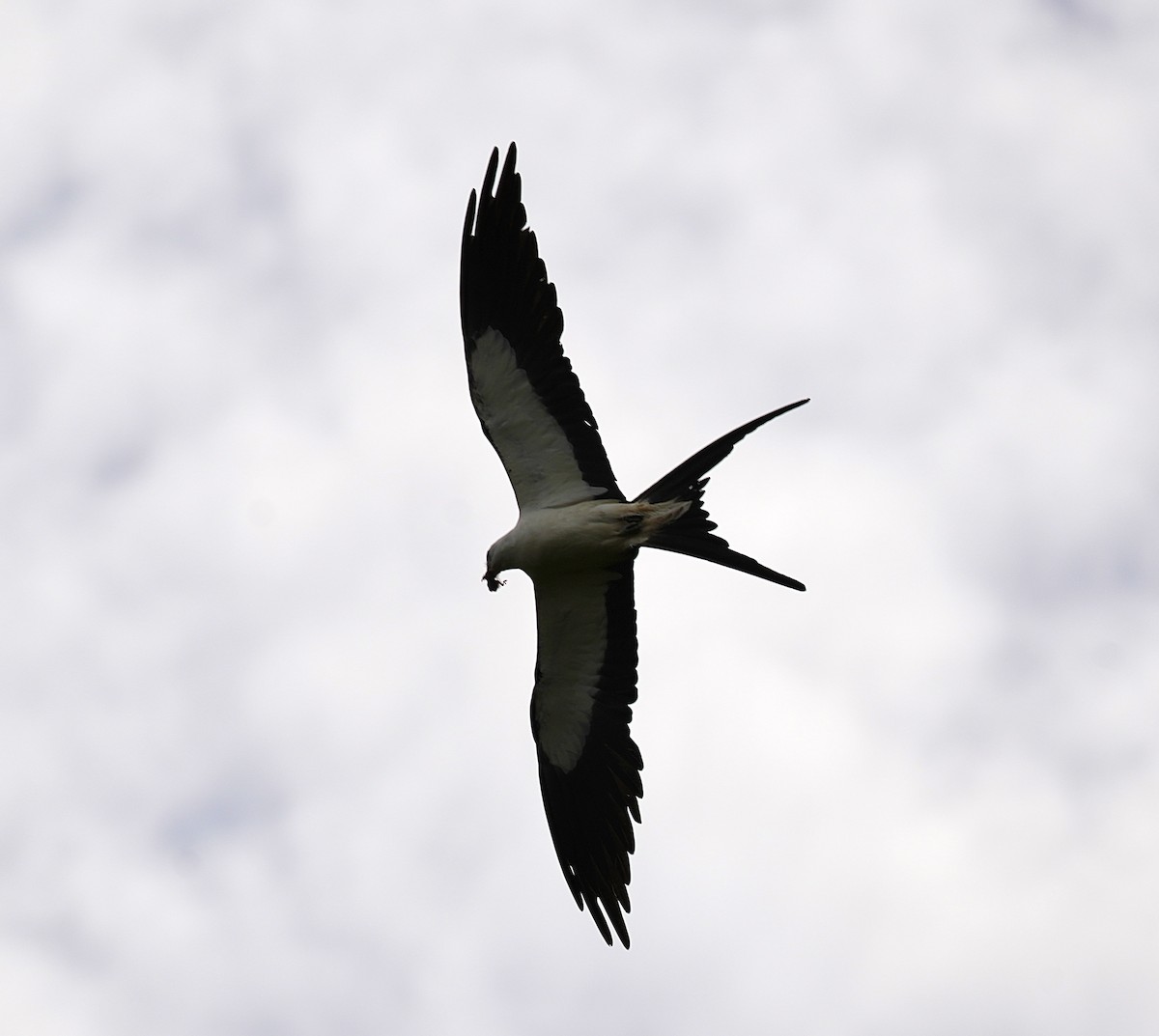 Swallow-tailed Kite - ML620503588