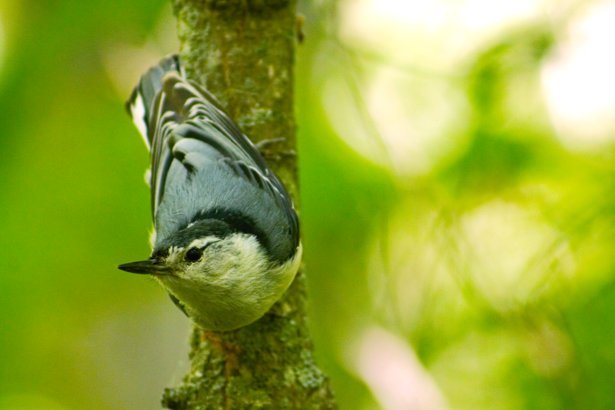 White-breasted Nuthatch - ML620503590