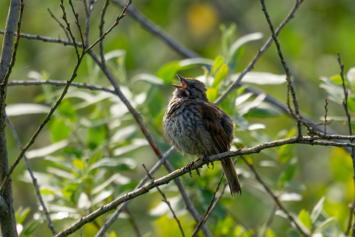 Song Sparrow - ML620503593