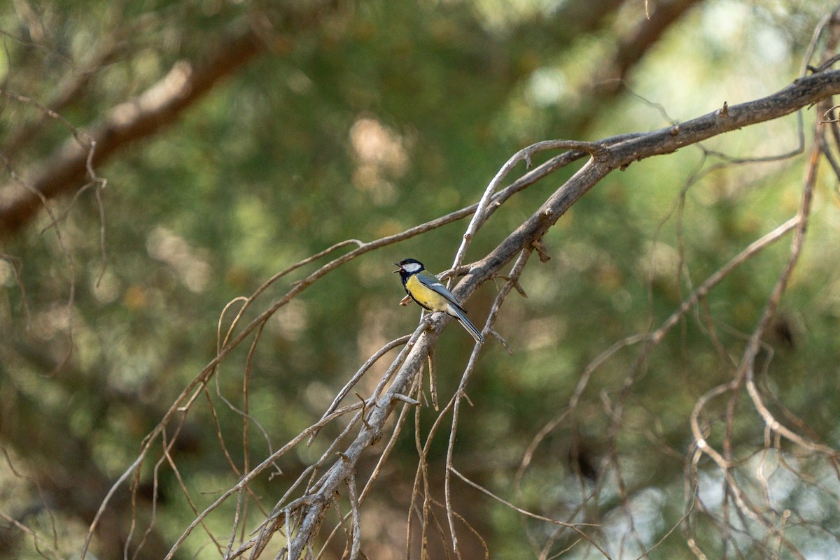 Mésange charbonnière - ML620503595