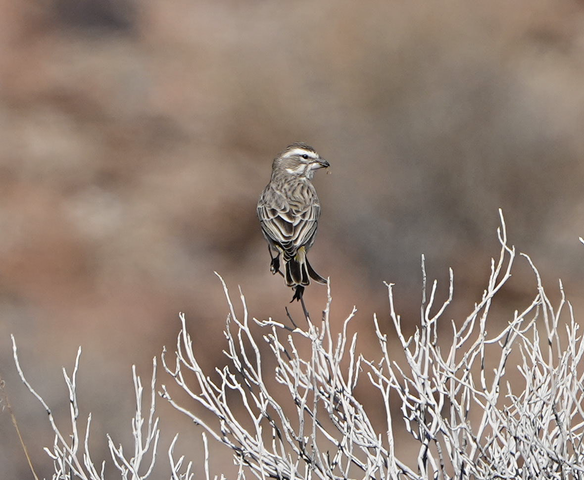 White-throated Canary - ML620503596