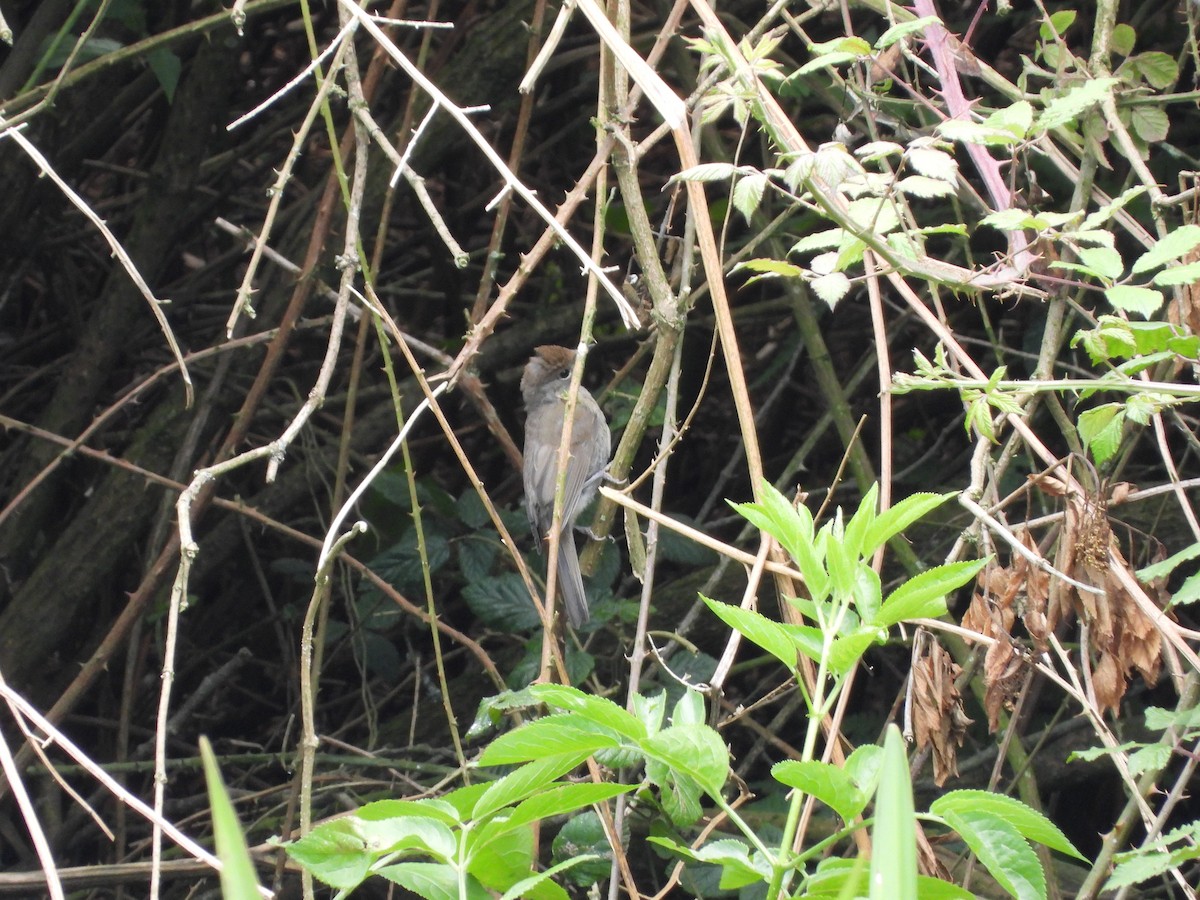 Eurasian Blackcap - ML620503598