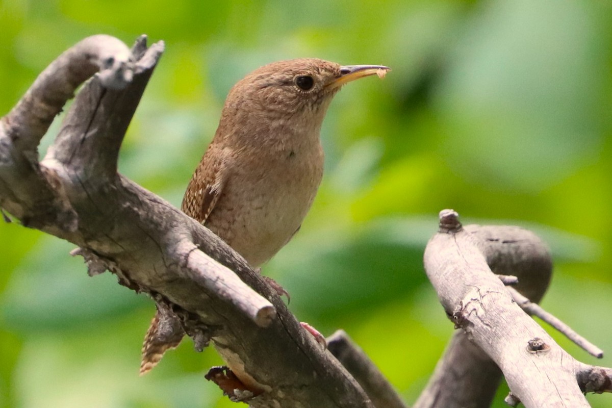 House Wren - ML620503600