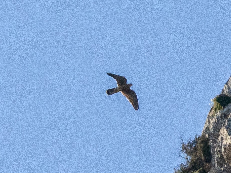 Eurasian Sparrowhawk - ML620503601