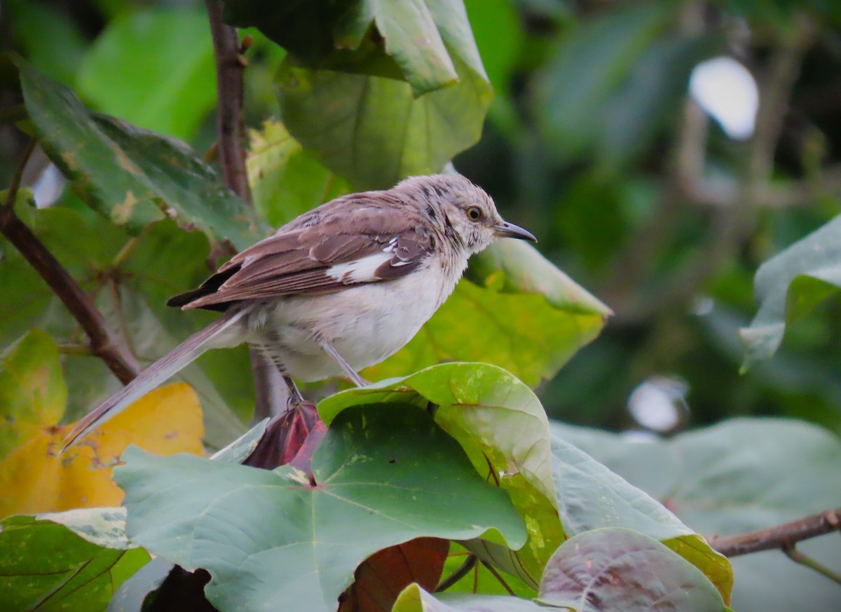 Northern Mockingbird - ML620503603