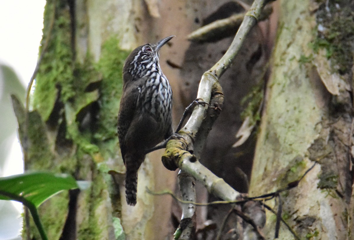 Stripe-breasted Wren - ML620503611