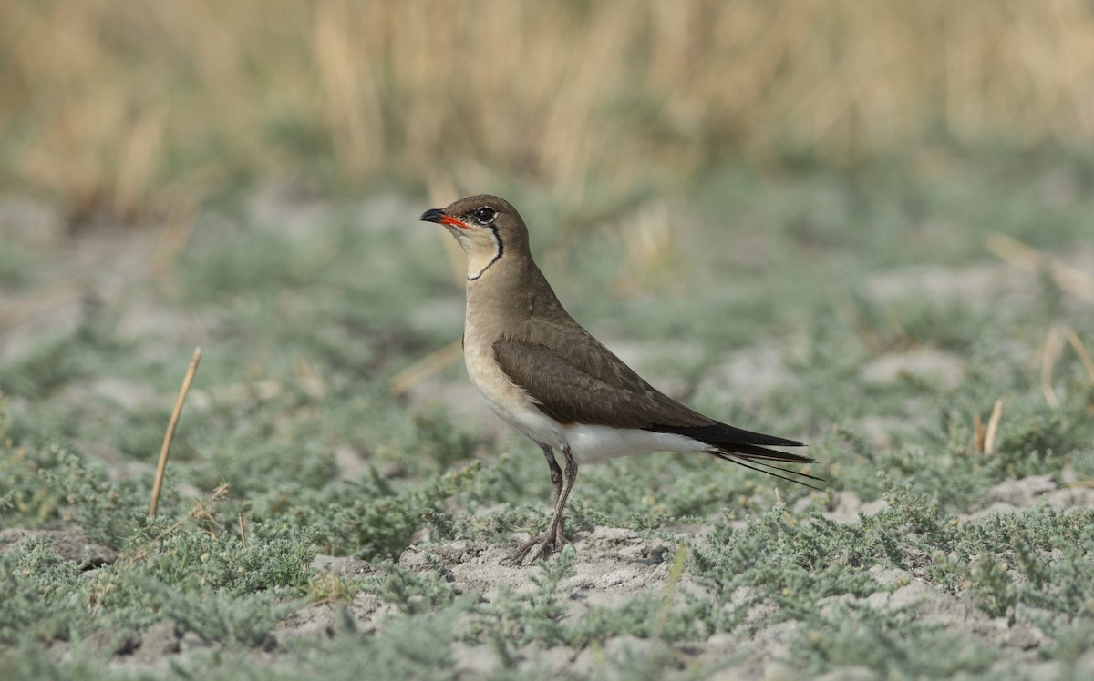 Collared Pratincole - ML620503625