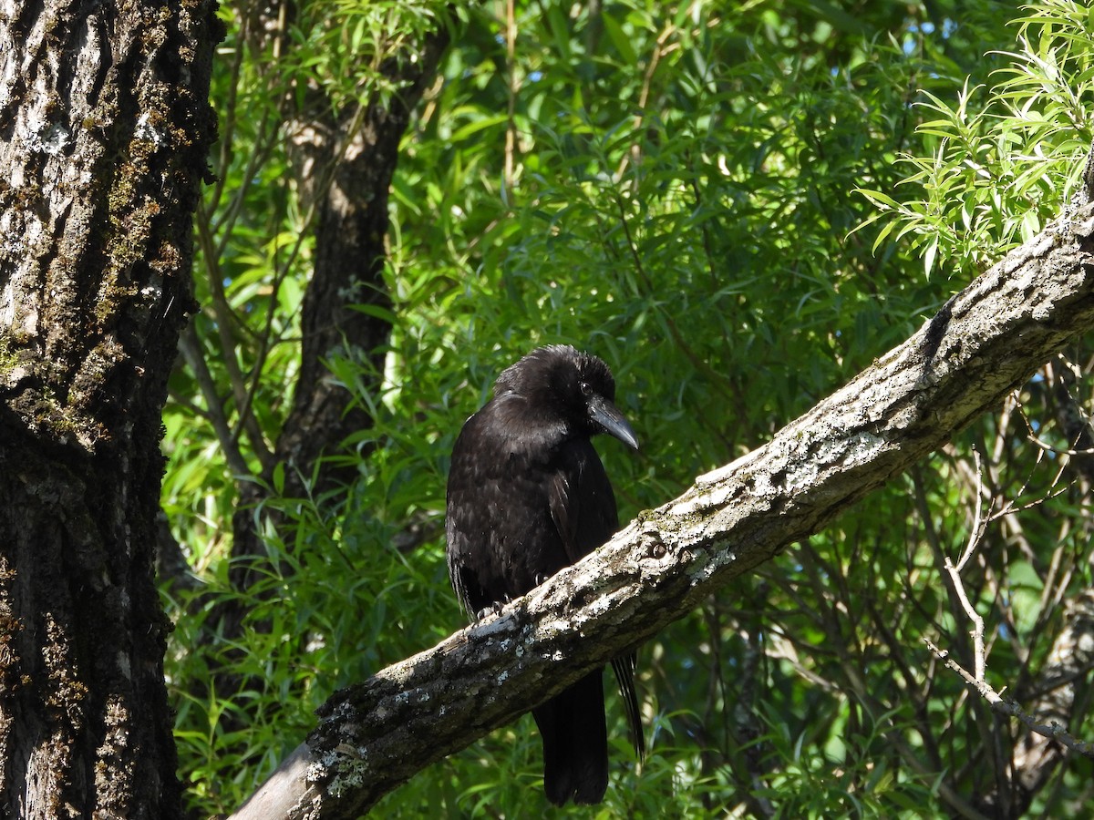 American Crow - ML620503628