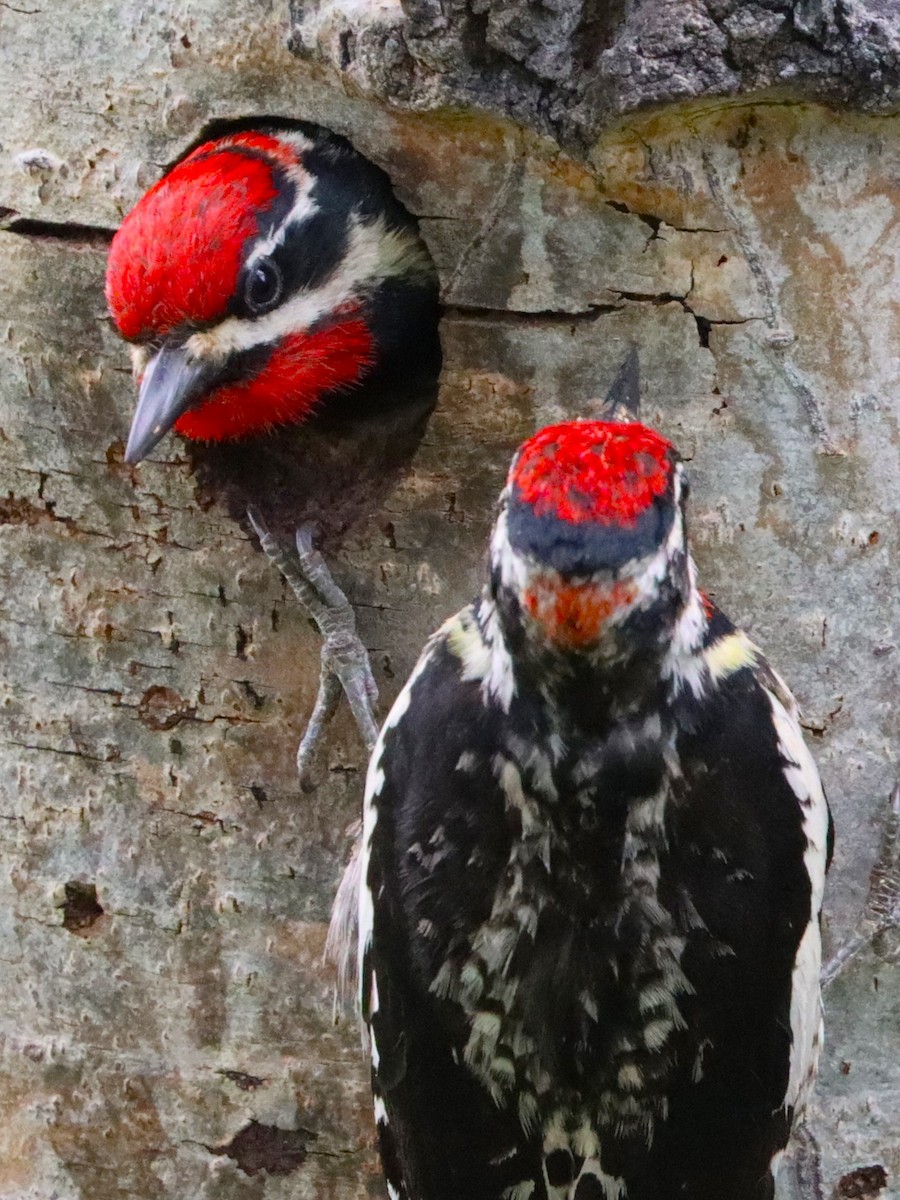 Red-naped Sapsucker - ML620503629