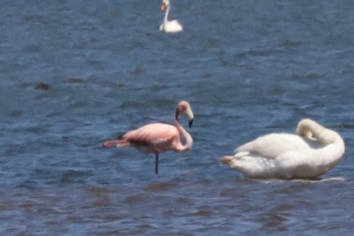 Amerika Flamingosu - ML620503636