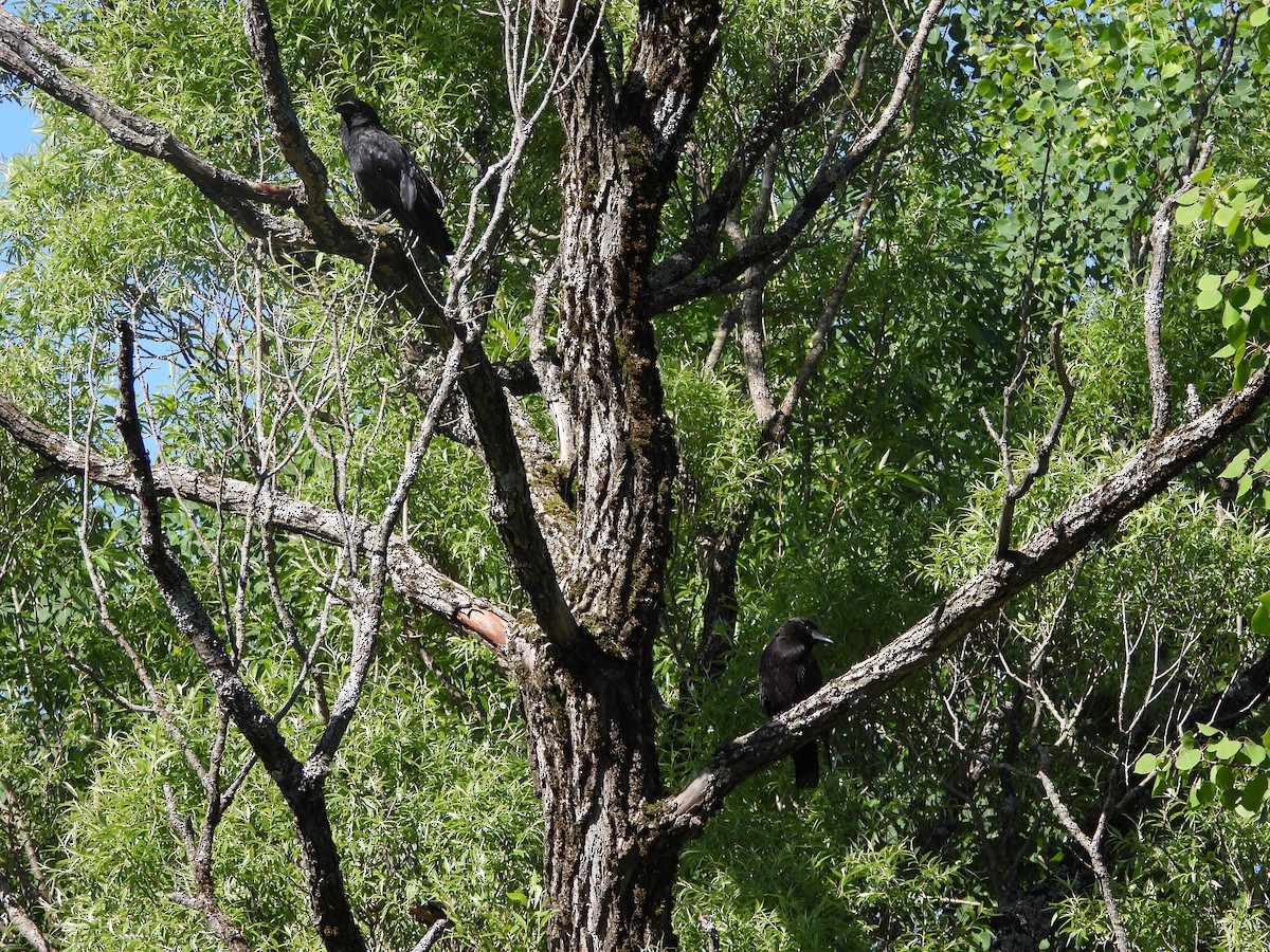 American Crow - ML620503639