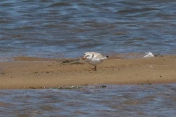 Piping Plover - ML620503641