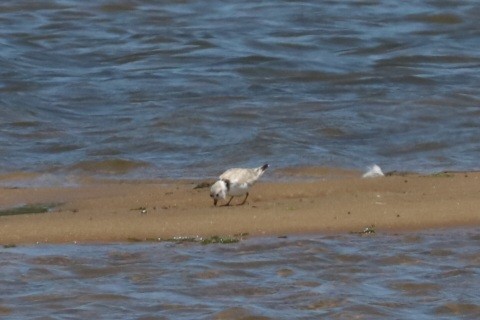 Piping Plover - ML620503642