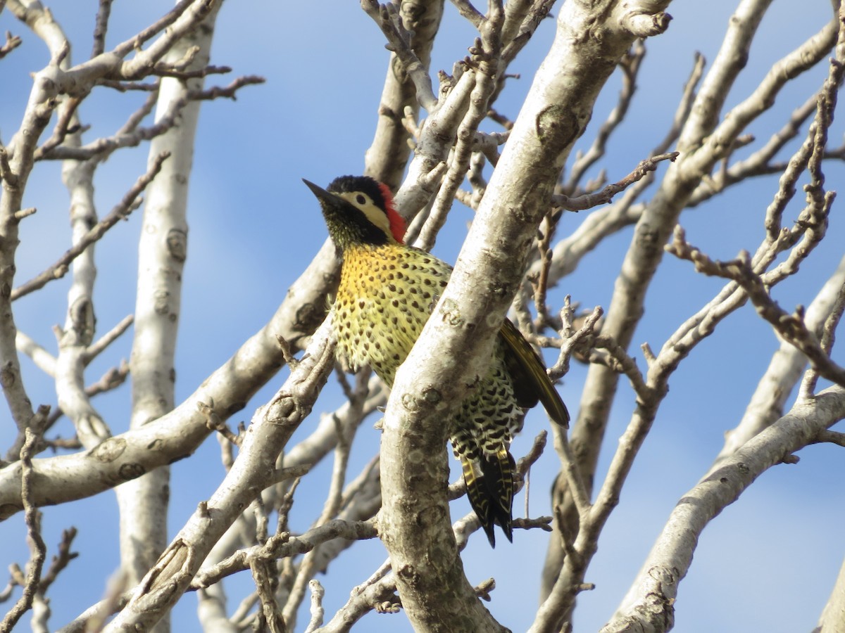 Green-barred Woodpecker - ML620503645