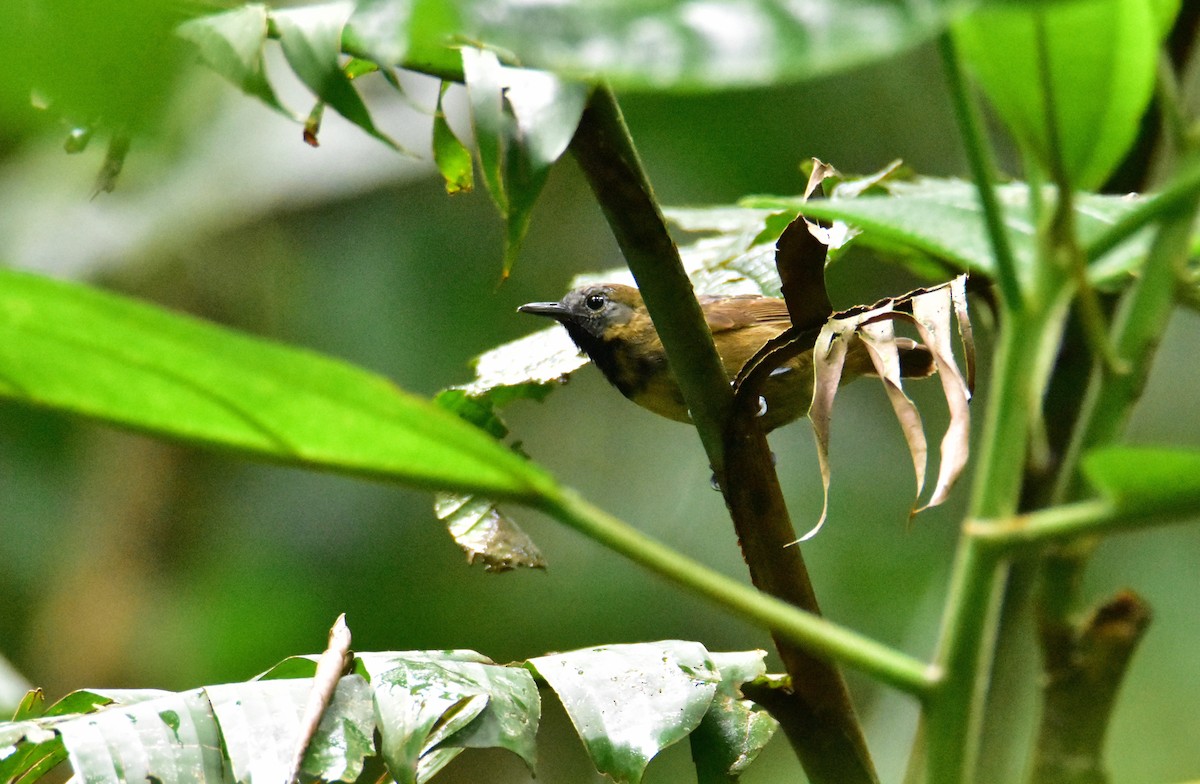 Rufous-breasted Wren - ML620503646