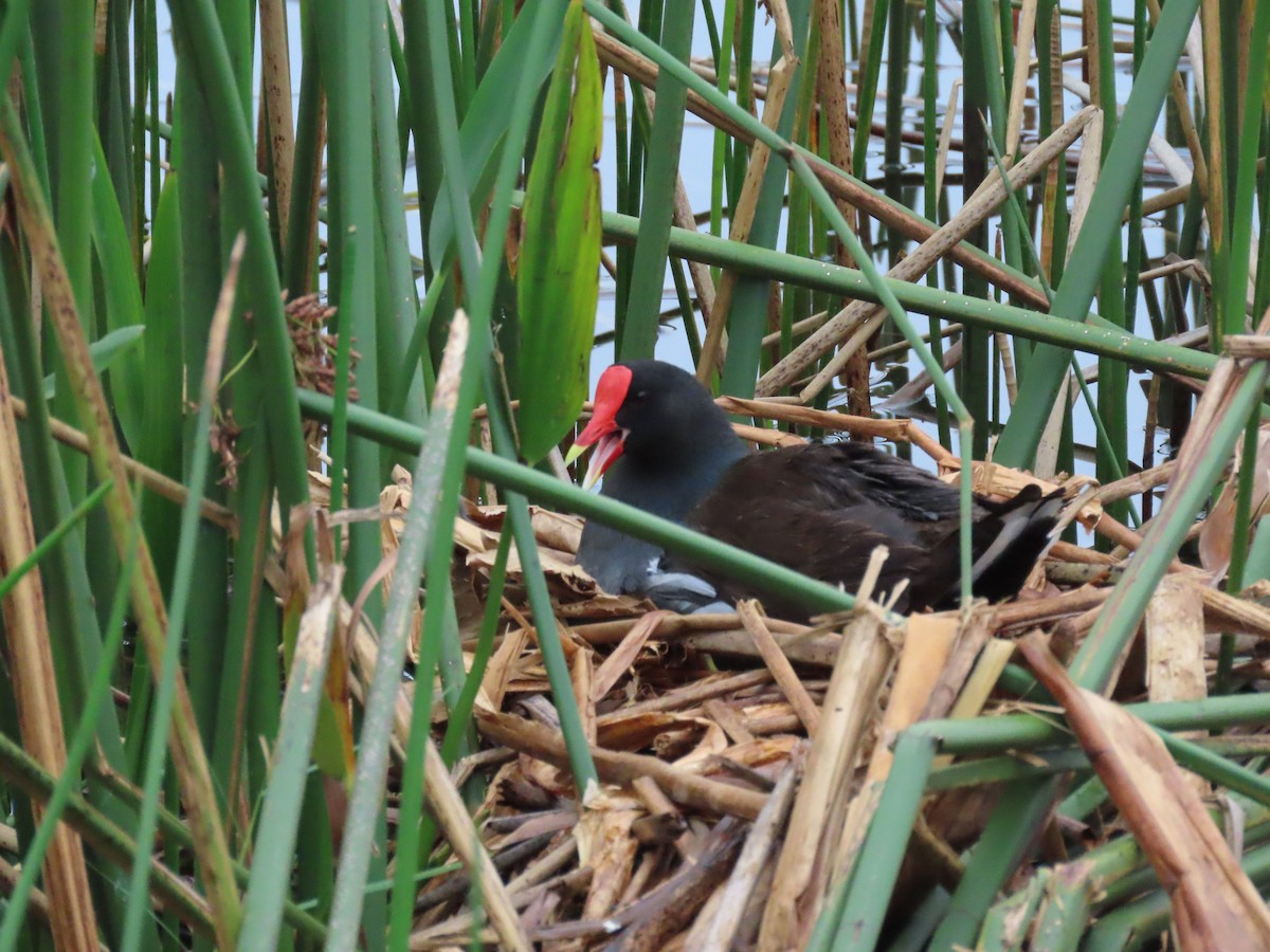 Common Gallinule - ML620503650