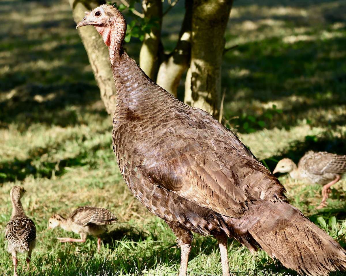 Wild Turkey - ML620503655