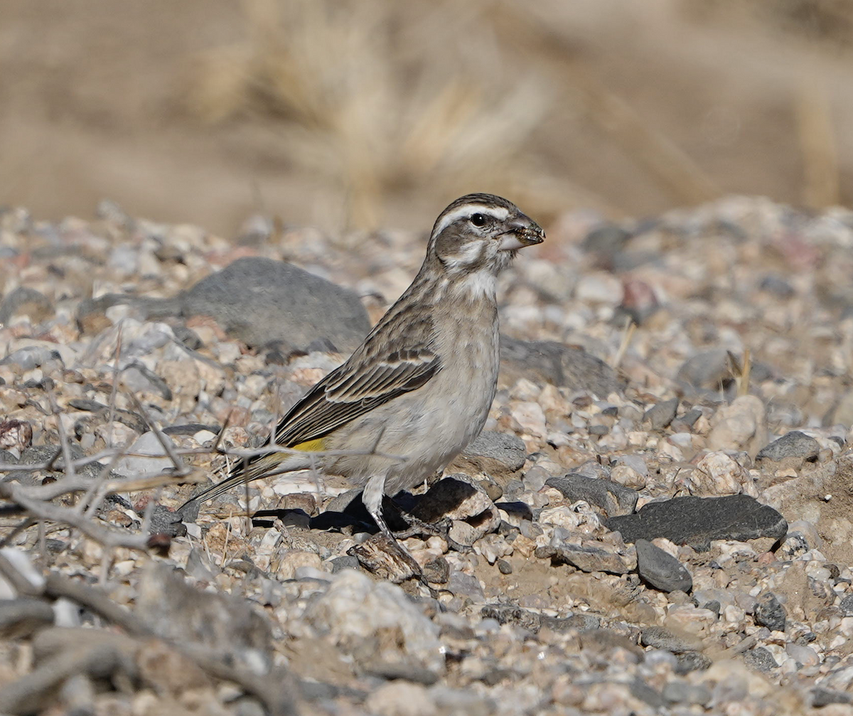 White-throated Canary - ML620503658