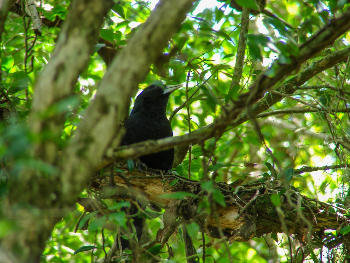 Solitary Black Cacique - ML620503666