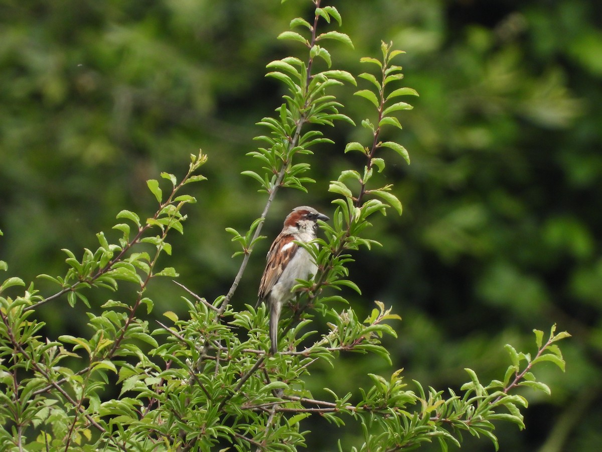 Moineau domestique - ML620503670