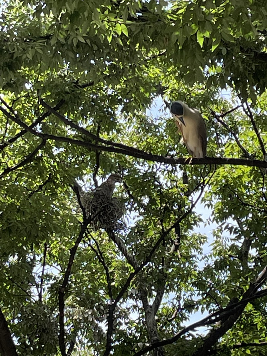 Black-crowned Night Heron - sarah kulis