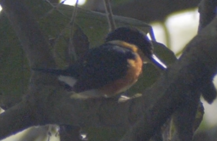 American Pygmy Kingfisher - ML620503678