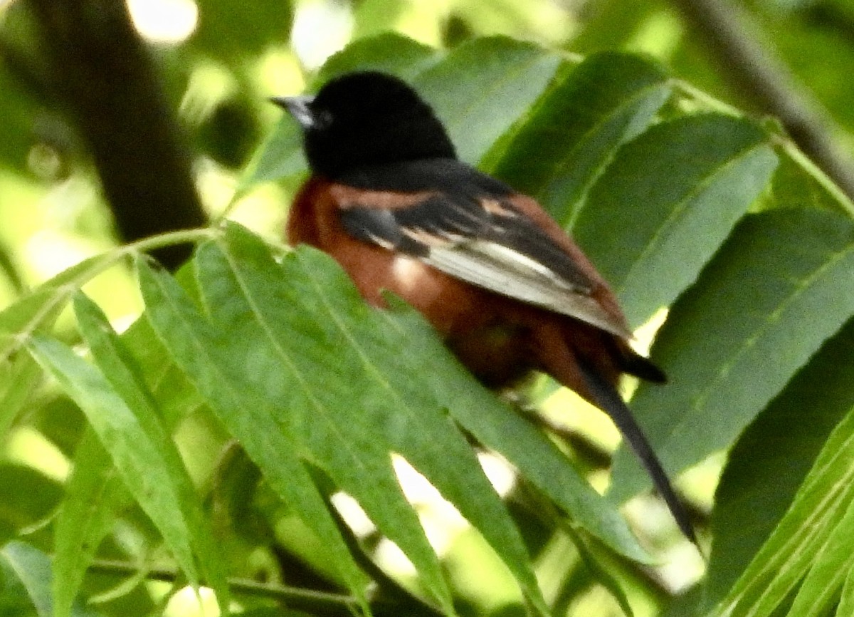 Orchard Oriole - ML620503685