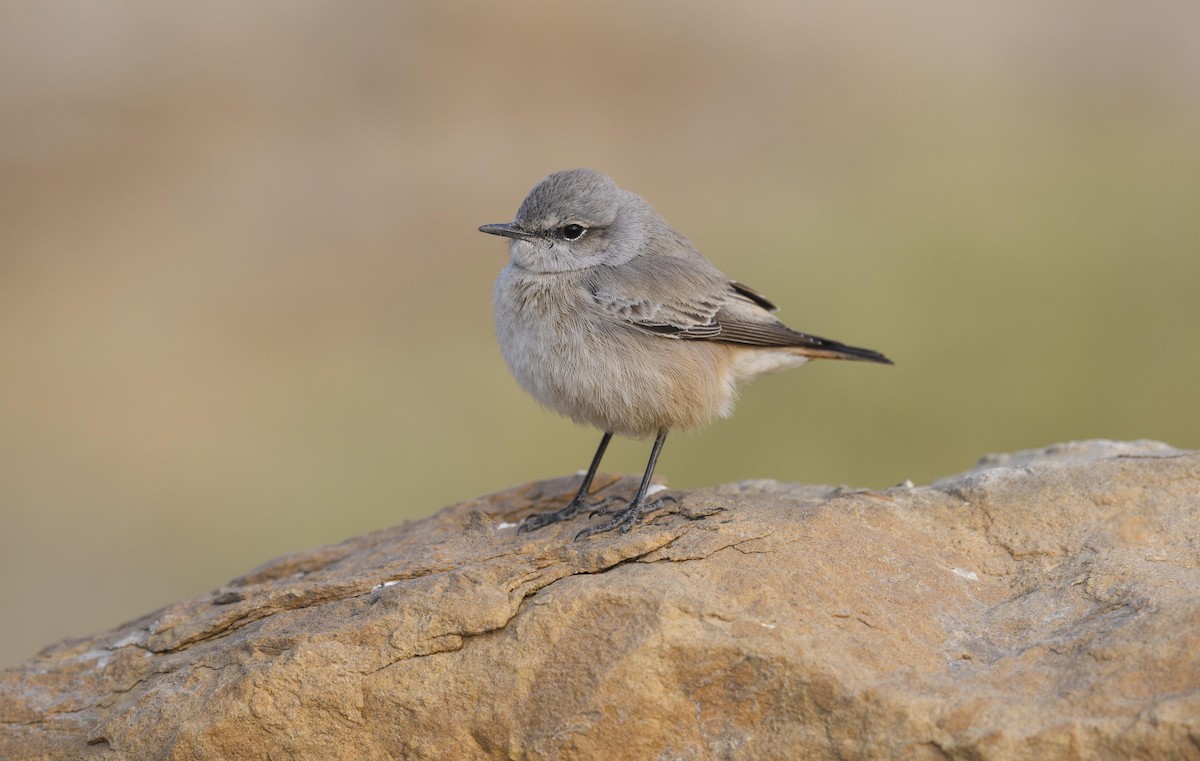 Persian Wheatear - ML620503691