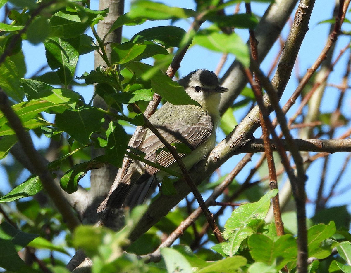 Philadelphia Vireo - ML620503697