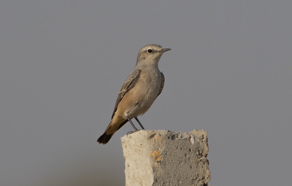 Persian Wheatear - ML620503699