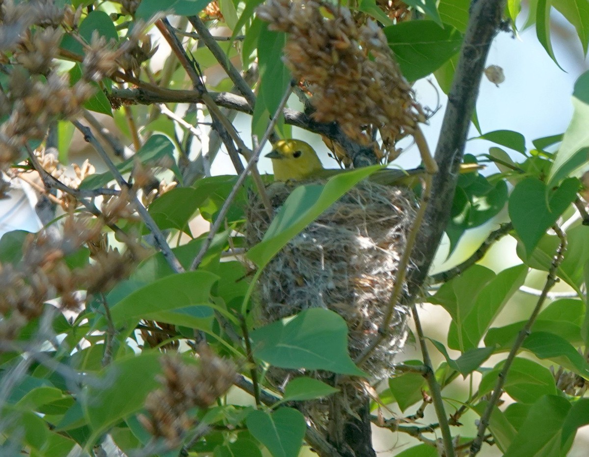 Yellow Warbler - Kim Nelson