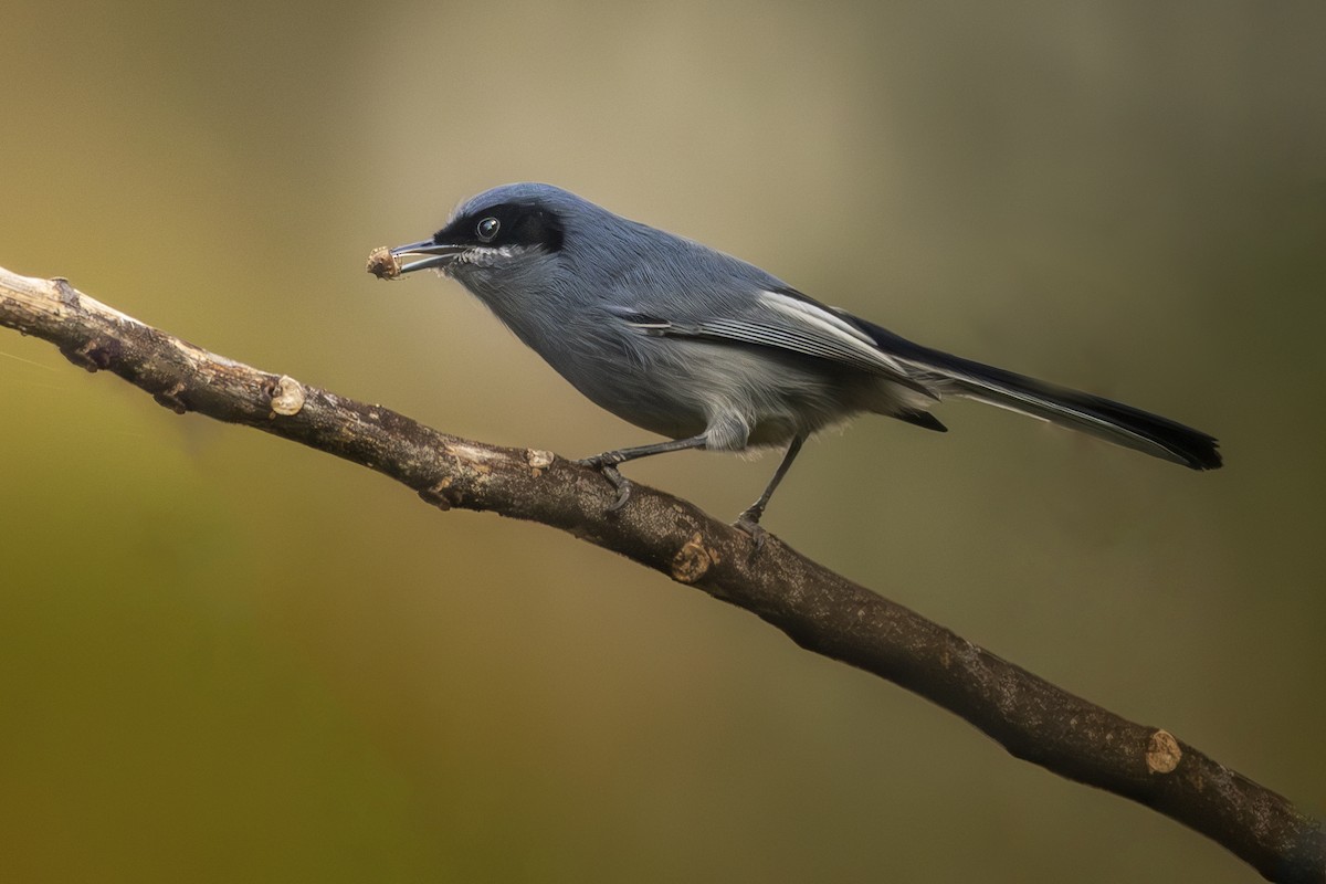 Masked Gnatcatcher - ML620503702