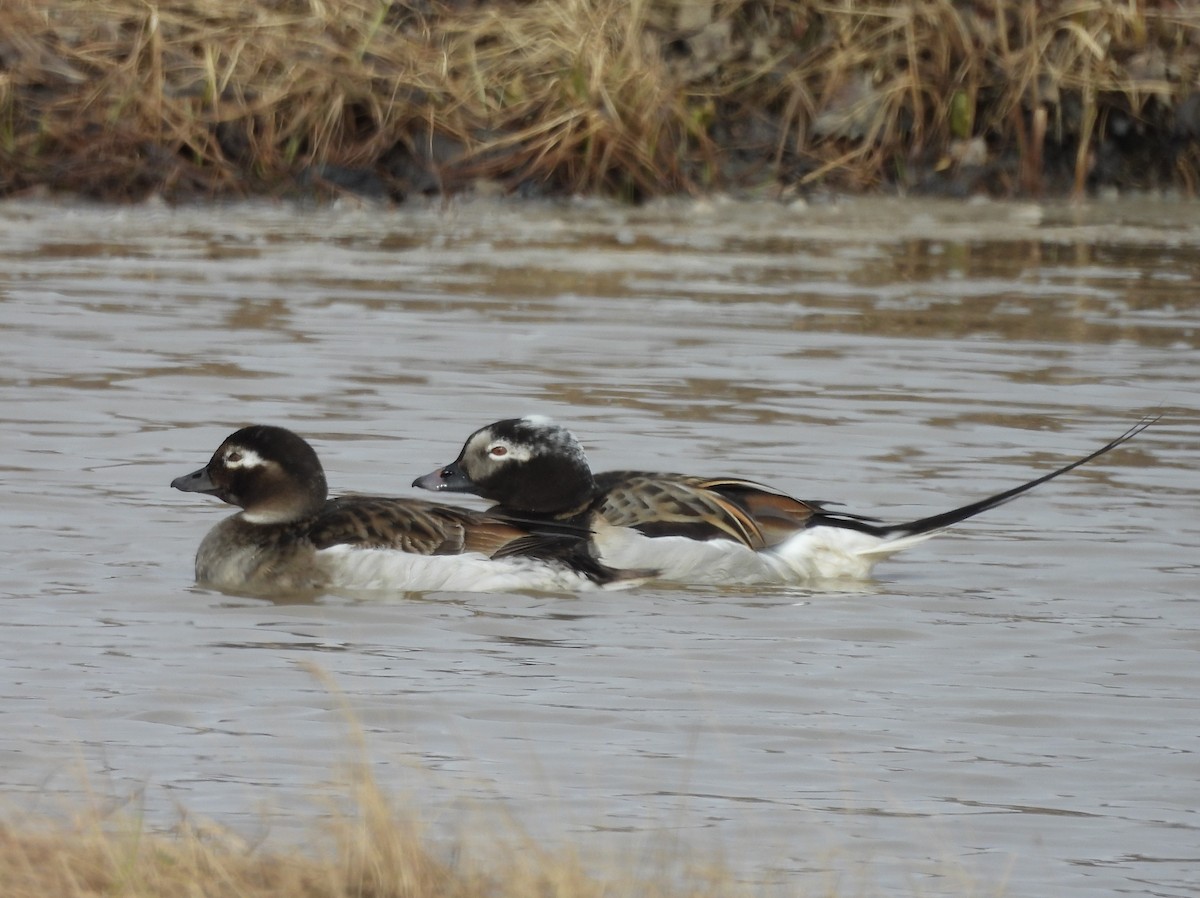 Long-tailed Duck - ML620503703