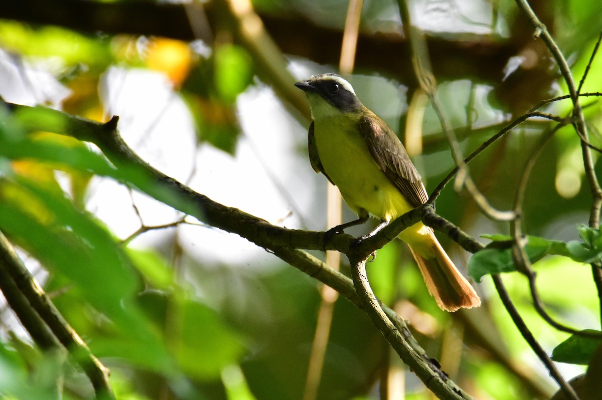 White-ringed Flycatcher - ML620503710